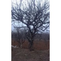 8公分石榴樹10公分石榴樹30公分石榴樹