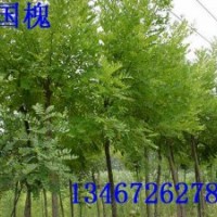 供應(yīng)花椒苗 核桃苗 桃樹(shù)苗 文冠果苗 刺槐苗 國(guó)槐苗