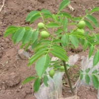 四川早實(shí)核桃苗，核桃苗批發(fā)，核桃樹(shù)苗的特點(diǎn)