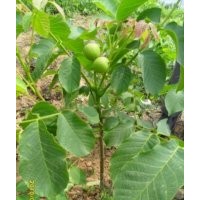 供應(yīng)山楂苗 棗樹苗 核桃苗 蘋果苗