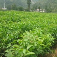 直銷嫁接核桃苗 薄皮核桃苗 掛果多優(yōu)質(zhì)核桃苗