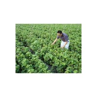 出售各種果樹苗/綠化苗