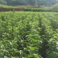 基地直銷大小規(guī)格梨樹苗 質(zhì)量可靠實(shí)生梨樹苗 優(yōu)質(zhì)嫁接梨樹苗