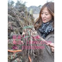 綦江紙皮核桃苗，綦江紙皮核桃苗價(jià)格，綦江紙皮核桃苗批發(fā)