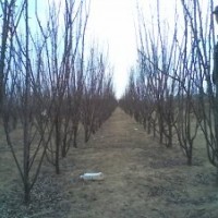 急售一批李子樹(shù)3~5公分 樹(shù)型好