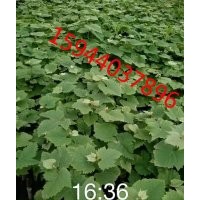 玫瑰露葡萄苗批發(fā)、夏黑巨峰蜜汁葡萄廠家