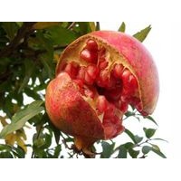 哪里桃樹苗/山東桃苗出售/臨沂果樹小苗/綠化苗木