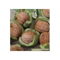 核桃苗那年掛果，臨沂核桃苗那個品種好