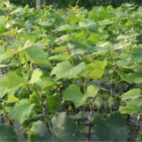 供應(yīng)葡萄苗