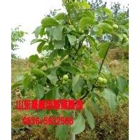 山東核豐核桃苗價格