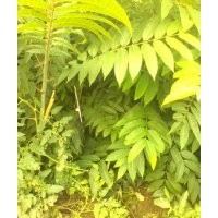 供應(yīng) 香椿苗 山杏苗 山桃苗 紅葉李 柿子苗