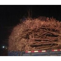 山東聊城冠縣大棚油桃.各種苗木基地.占地油桃