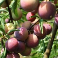 李子樹(shù)苗 秋姬李子樹(shù)苗 李子樹(shù)苗價(jià)格