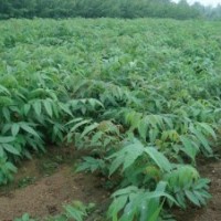 香椿苗多少錢 香椿苗品種