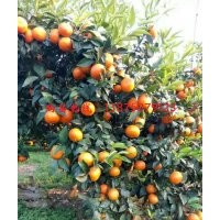 最晚成熟柑橘類沃柑優(yōu)質苗