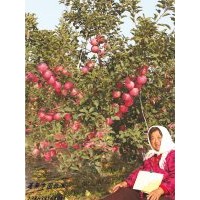 紅富士煙富0（煙富10）蘋果苗