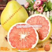 三紅蜜柚苗供應(yīng)