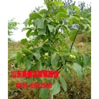 山東優(yōu)質(zhì)豐輝核桃苗