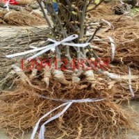 紅心獼猴桃苗出售