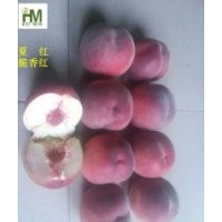 山東泰安夏紅桃樹苗批發(fā)價格(自家種植）