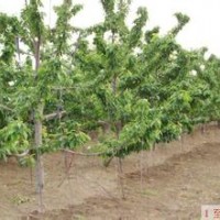 山西櫻桃樹價(jià)格山西櫻桃樹供應(yīng)山西櫻桃樹銷售