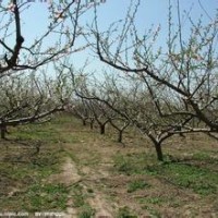 哪有占地桃樹 3-5公分占地桃樹