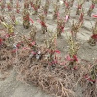 上虞紅心獼猴桃產(chǎn)地苗木價(jià)格 紅陽獼猴桃樹苗哪里賣