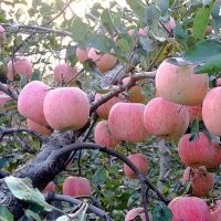 臨沂矮化蘋果苗研究所、供應(yīng)矮化煙富8蘋果苗