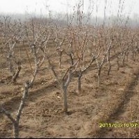 山東冠縣處理桃樹.蘋果樹.葡萄樹