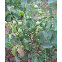 批發(fā)3、4、5、6公分核桃樹