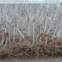 嫁接和實(shí)生棗樹苗