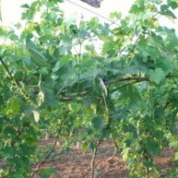 3出售山楂苗各種綠化苗木果樹果苗