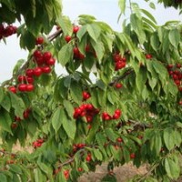 專供櫻桃苗 櫻桃樹