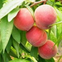 金秋紅蜜，晚熟桃苗，映霜紅桃苗等各種桃樹苗價格