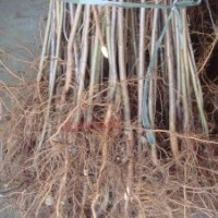 批發(fā)出售八棱海棠苗、杜梨苗，1-5年皇冠梨苗，2-3公分蘋果苗、2-