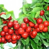 工程綠化苗木核桃苗，蘋果苗