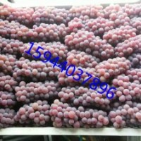 吉林出售金紅娃葡萄苗，遼寧玫瑰露葡萄苗，黑龍江夏黑葡萄苗