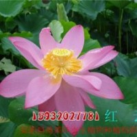 荷美軒,荷花苗,白洋淀荷花苗