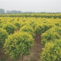 弘源苗木_銀川矮桿金葉榆_矮桿金葉榆樹苗