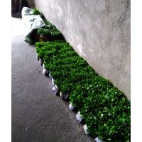 積殼，酸干，檸檬，柚子，等各種小苗