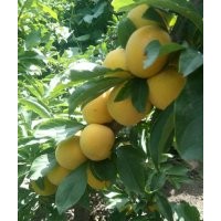 出售果樹苗，東北抗寒大櫻桃