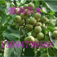 美國(guó)垂玲6號(hào)核桃苗種植方法