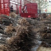 直銷晚秋黃梨苗 黃金梨苗 皇冠梨苗 秋月梨苗 圓黃梨苗 成活