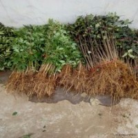 花椒苗 大紅袍花椒苗 泰山花椒苗價(jià)格 花椒種子