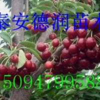 車(chē)?yán)遄訖烟颐鐑r(jià)格