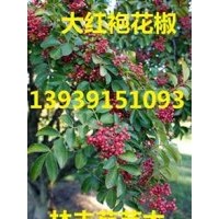 河南省哪里有獅子頭花椒樹苗、無(wú)刺花椒的產(chǎn)量、靈寶大紅袍花椒樹