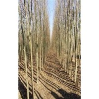 竹柳苗圃_嘉興竹柳_峻峰竹柳(查看)