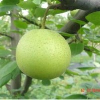 潛江梨苗,湖北梨苗基地,出售梨苗