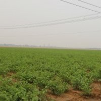 武漢優(yōu)質(zhì)核桃苗基地