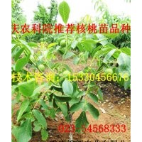 巫溪香玲核桃苗基地 巫溪香玲核桃苗供應(yīng) 巫溪香玲核桃苗品種